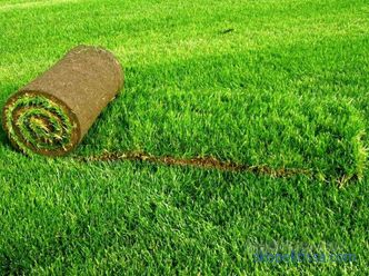Тревник трева во ролни, цени за валани трева, која тревник трева да се купи во Москва