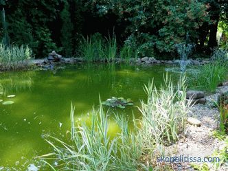 Како да се направи езерце во земјата - вештачки декоративни езерце во градината и на местото, прекрасен дизајн на езерцето, фото
