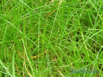опис, карактеристики, карактеристики на тревник трева за мрзливи